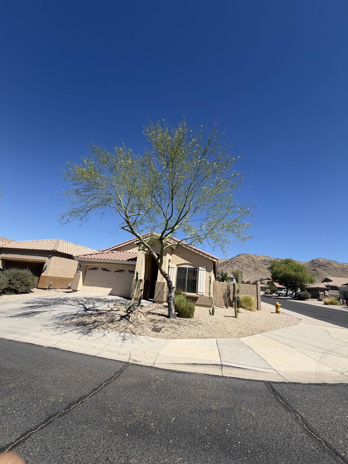 Desert landscaping with a mature tree